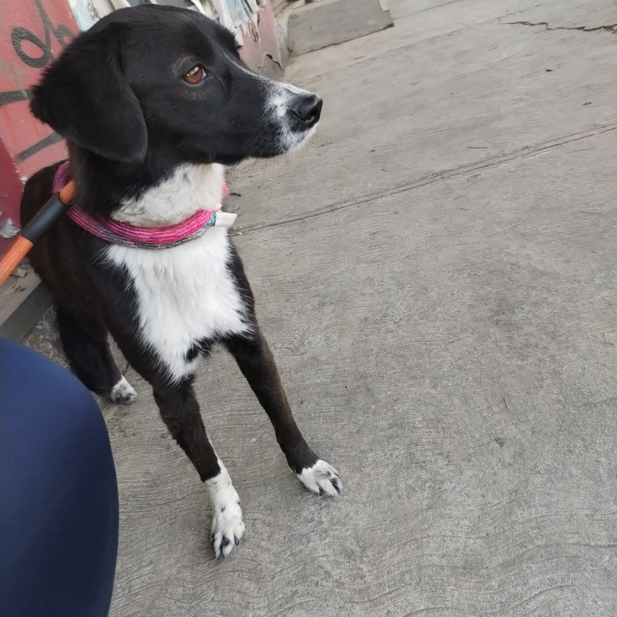 | Raza Mestiza | Encontrada
