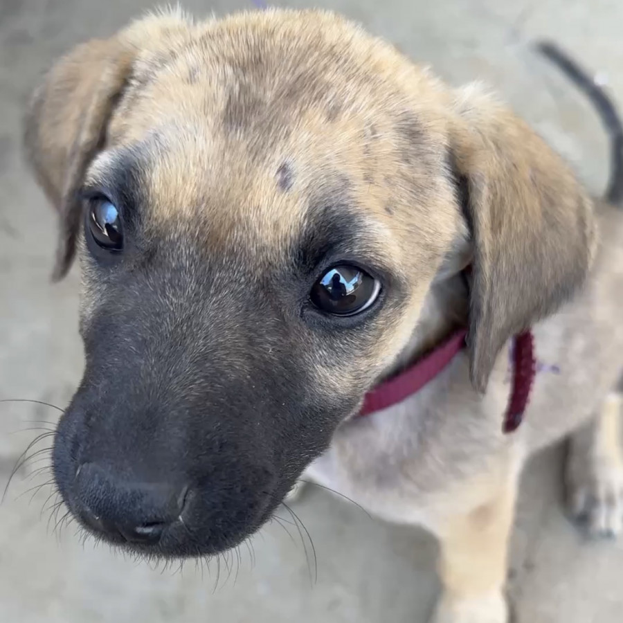 NALA | Raza Mestiza | Perdida