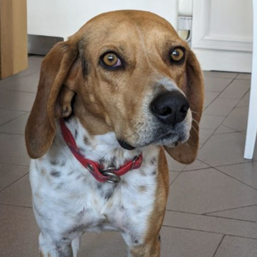  | Raza Beagle | Encontrado