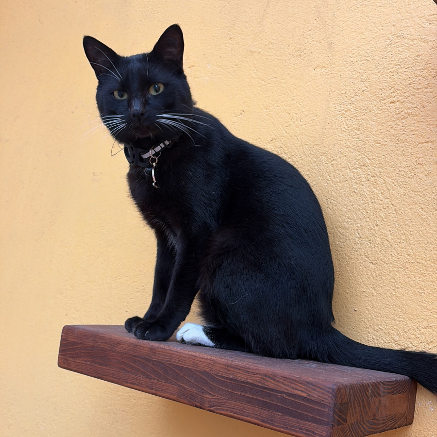 BATMAN | Raza Doméstico Americano de pelo corto | Perdido