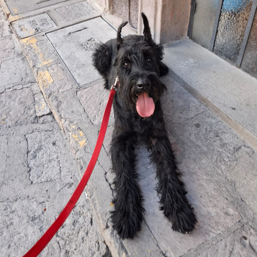 MARÍA | Raza Schnauzer Gigante | Final Feliz