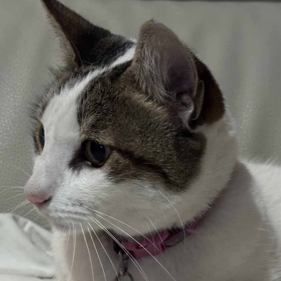 BLAS | Raza Doméstico Américano de Pelo Corto | Perdido