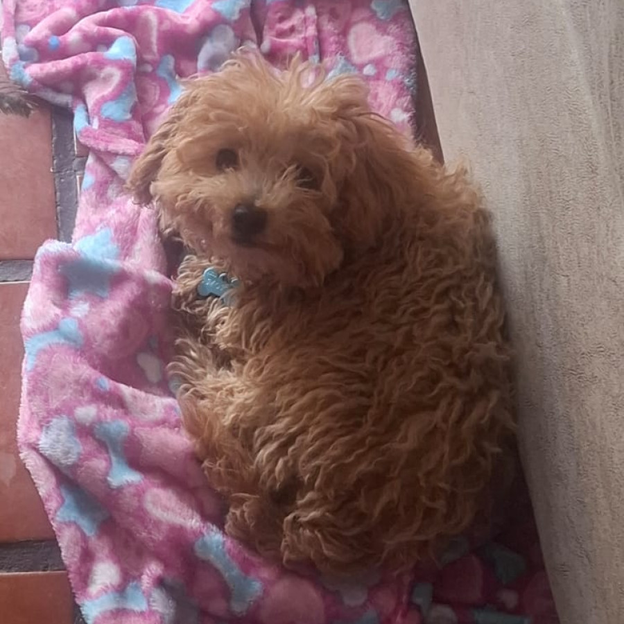 MOKA | Raza French Poodle o Caniche | Perdida