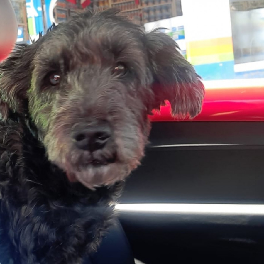 FOSTER | Raza Mestizo, cruza de French Poodle | Perdido