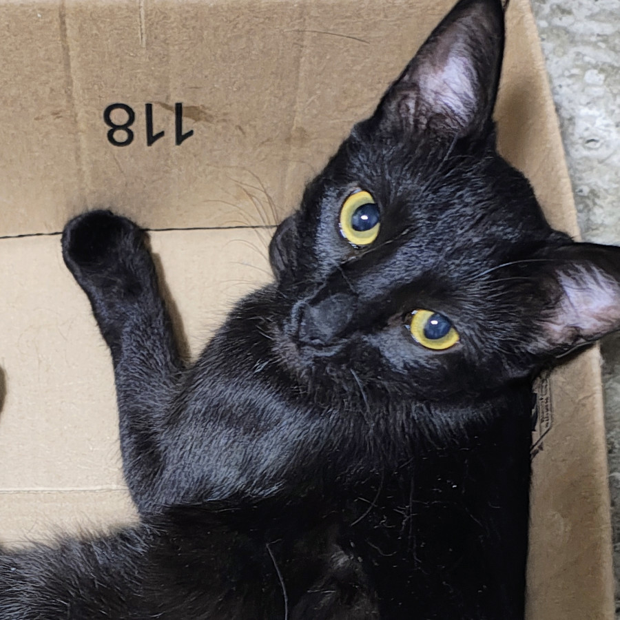 SOMBRA | Raza Bombay | Perdida