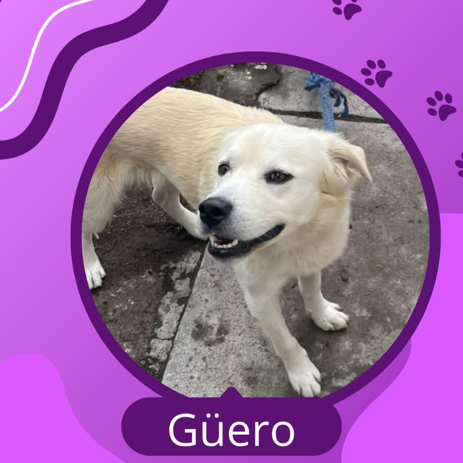 GÜERO | Raza Mestizo | En Adopción