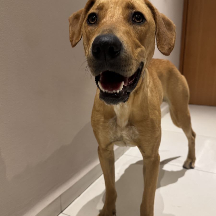  | Raza Mestiza, cruza de Labrador con Gran Danés | Encontrada