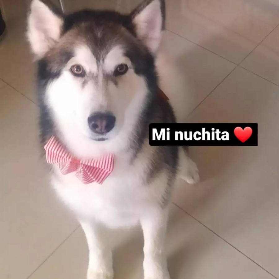 DANNA | Raza Husky Siberiano | Perdida