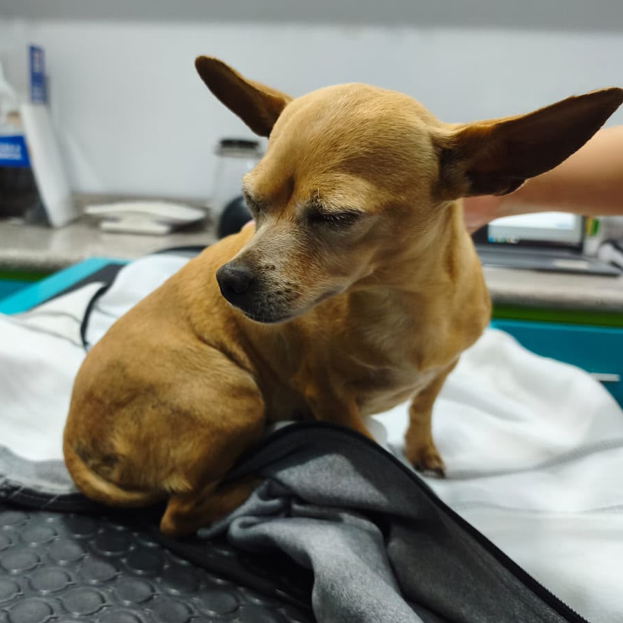  | Raza Chihuahua | Encontrada