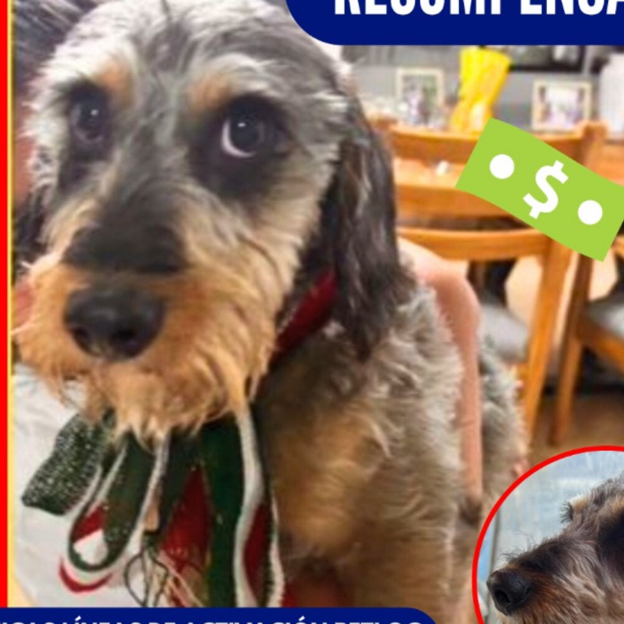 BACK | Raza Mestizo, cruza de Schnauzer | Perdido