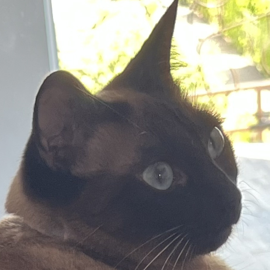 LUZY | Raza Siamés Punto Foca | Perdida