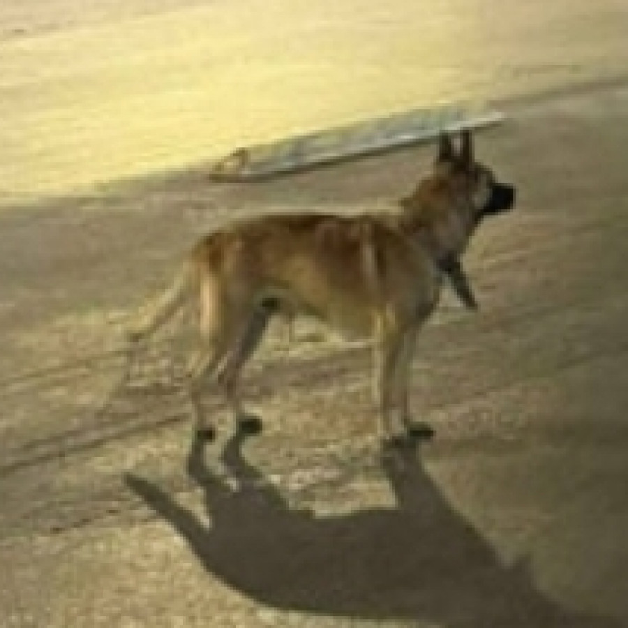  | Raza Mestizo, cruza de Pastor Belga Malinois | Final Feliz