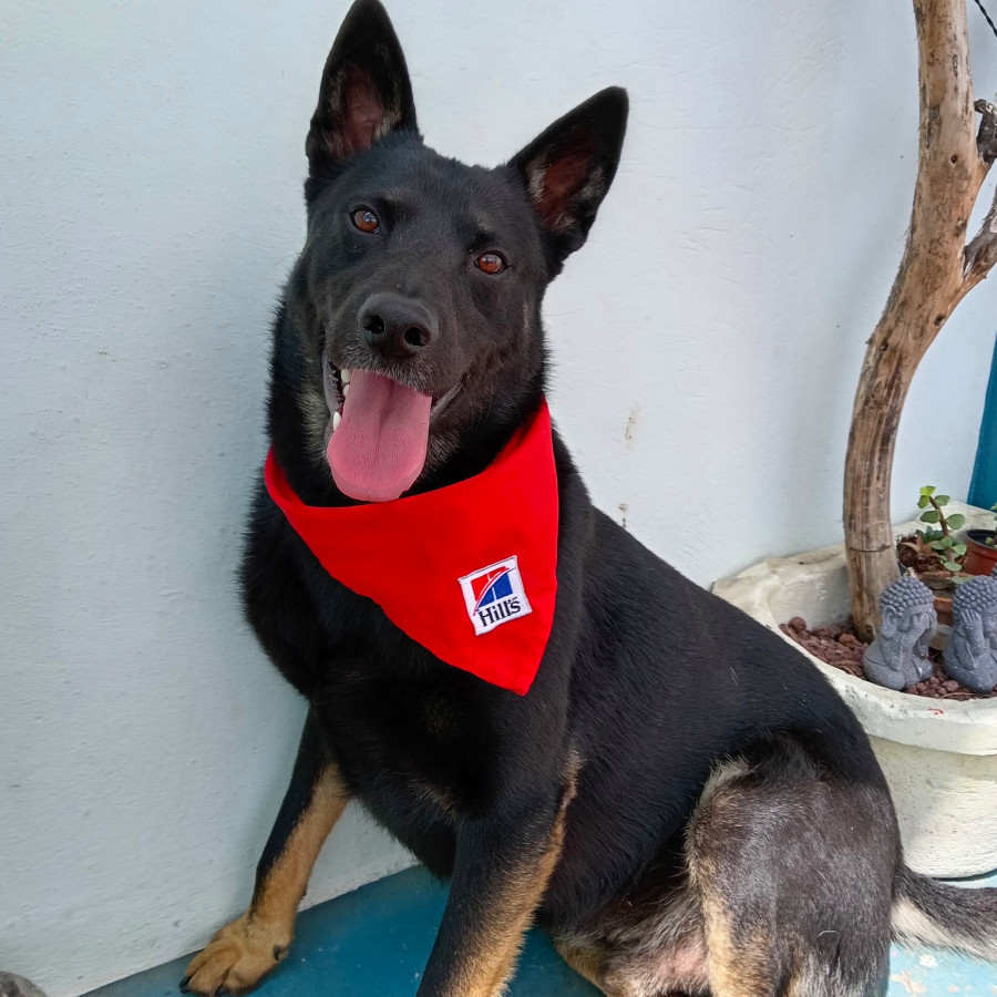 PANCHITO | Raza Mestizo, cruza de Ganadero Australiano  (Blue Heeler) | En Adopción