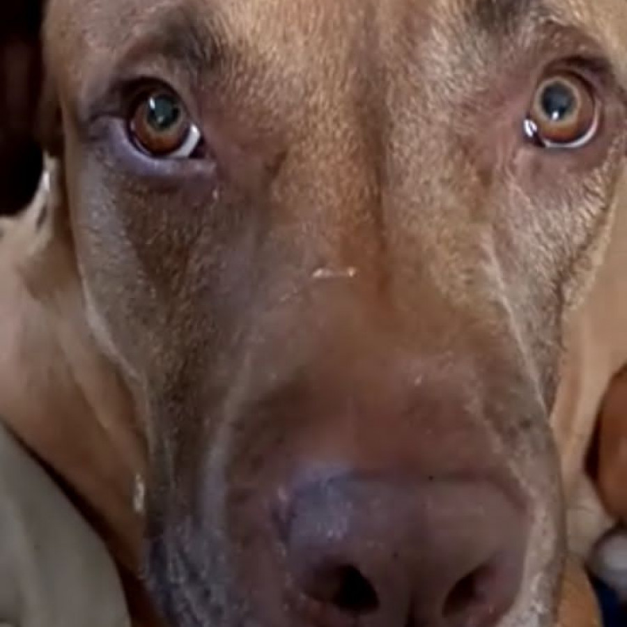 LEÓN | Raza Mestizo,  cruza de American Pitbull Terrier | Perdido