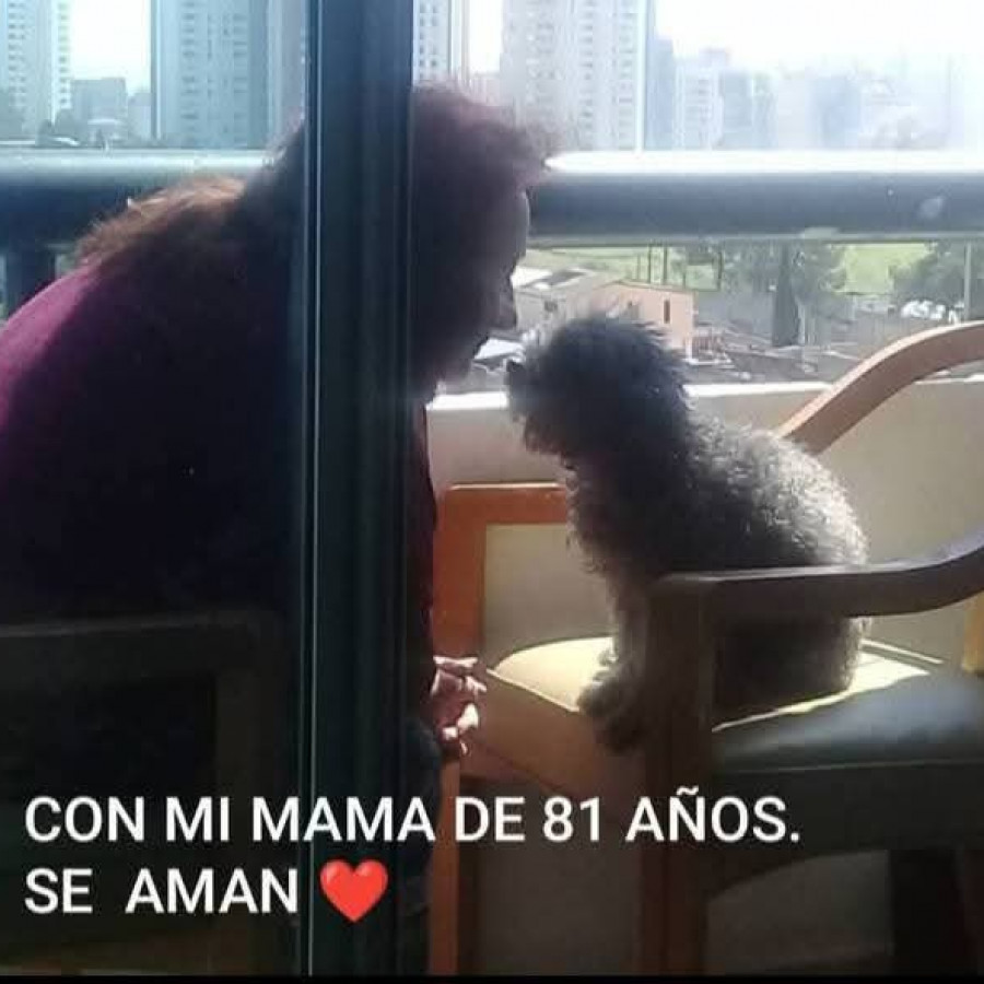 LUPITA | Raza French Poodle o Caniche | Perdida
