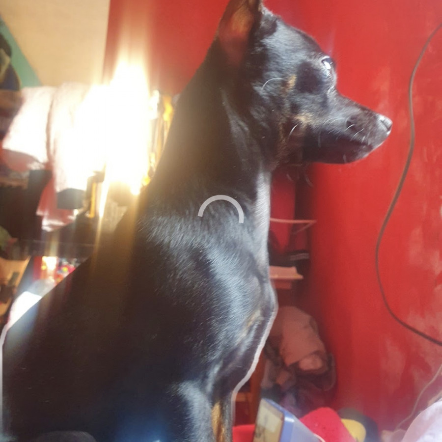 MORA | Raza Chihuahua | Perdida