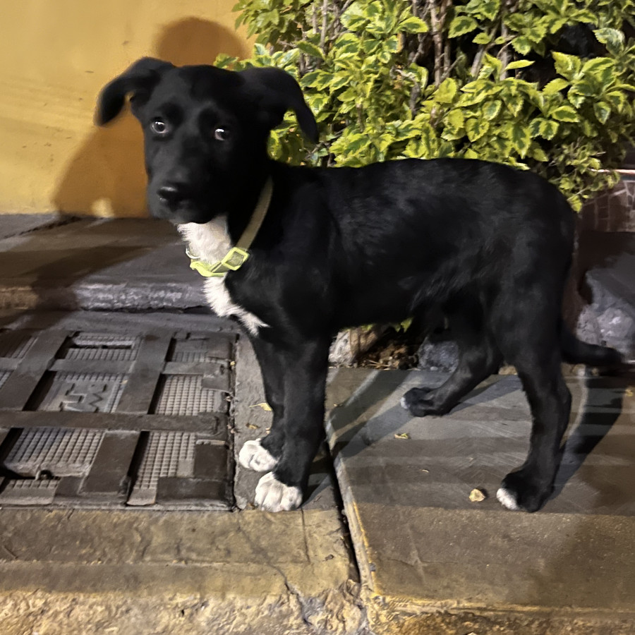  | Raza Mestiza, cruza de Labrador | Encontrada