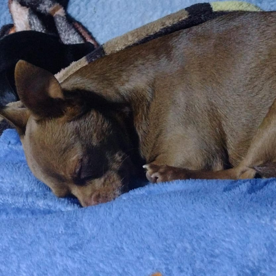 PUCHI | Raza Chihuahua | Perdido