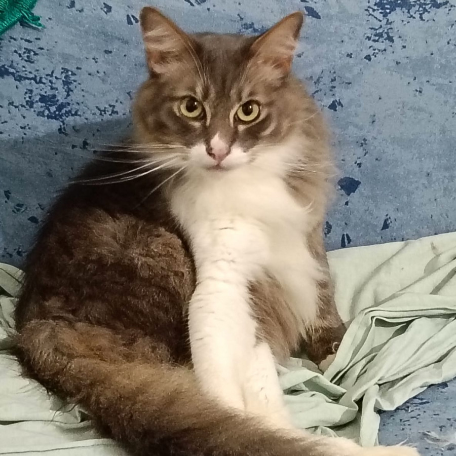 HENRY | Raza Doméstico Américano de Pelo Largo | En Adopción