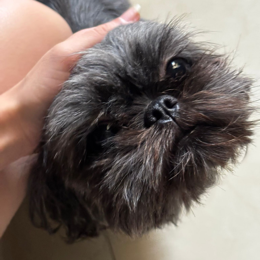 CHALUPA | Raza Shih Tzu  | Perdida