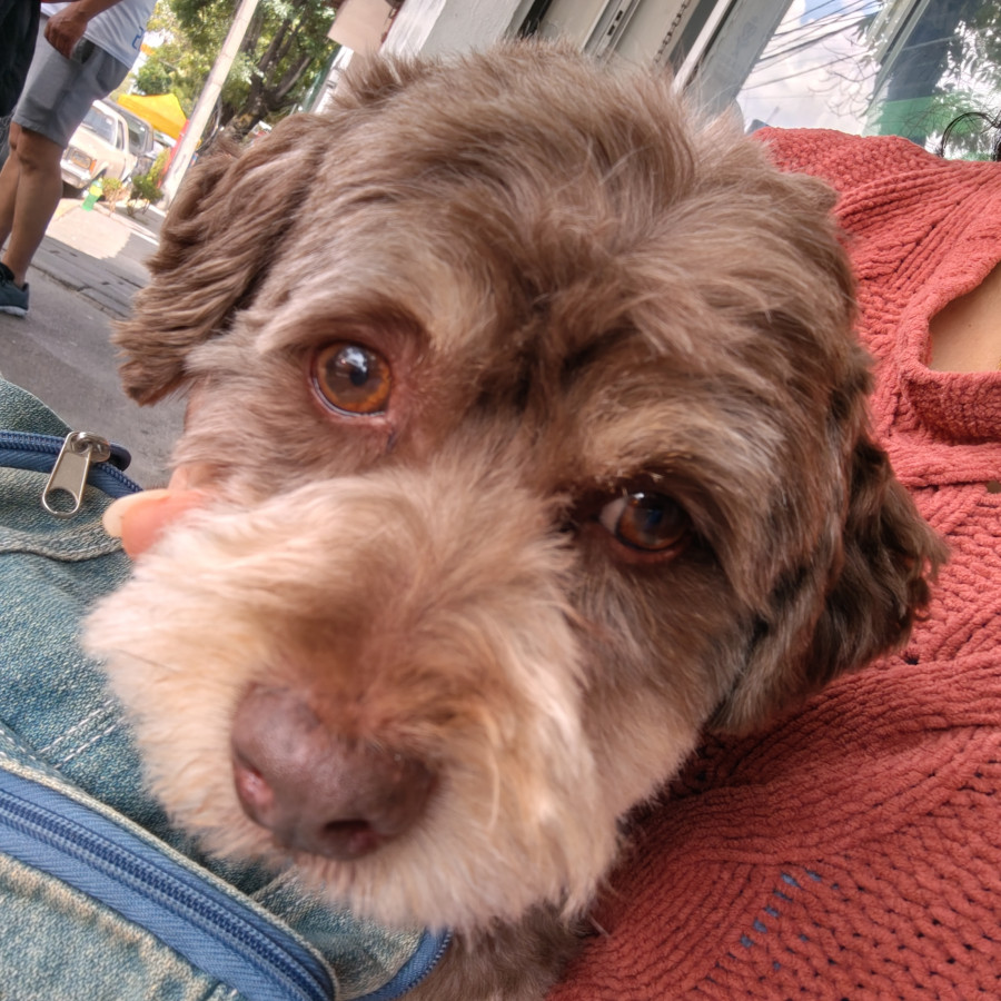 CANELO | Raza French Poodle o Caniche | Perdido