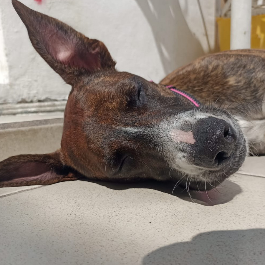 RAMITA | Raza Mestiza, cruza de American Pitbull Terrier con Bóxer | Final Feliz