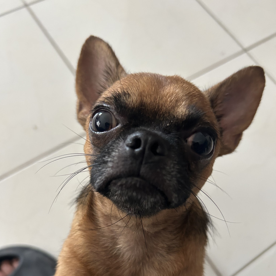 GOLIAT | Raza Chihuahua | Perdido