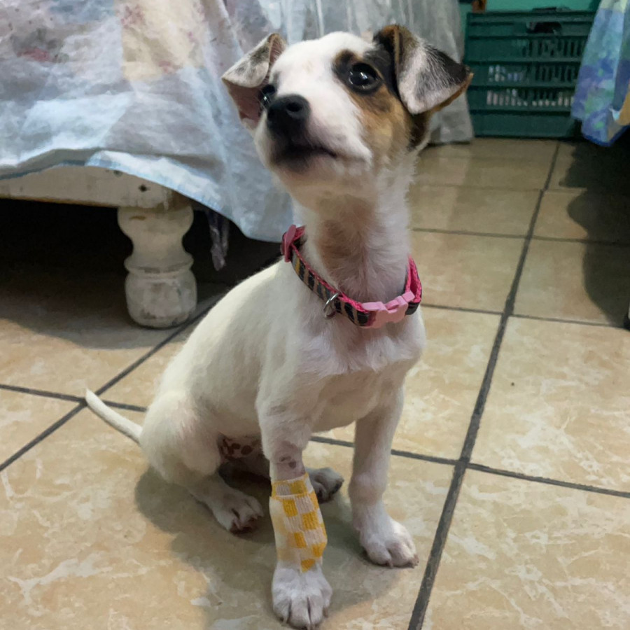 AMERY | Raza Mestiza, posible cruza de Fox Terrier | En Adopción
