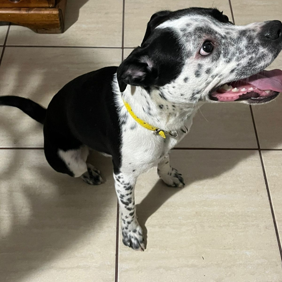  | Raza Mestizo, posible cruza de American Pitbull Terrier | Encontrado