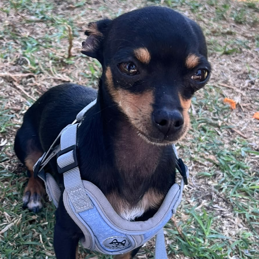 DOBBY | Raza Pinscher Miniatura  | Perdido