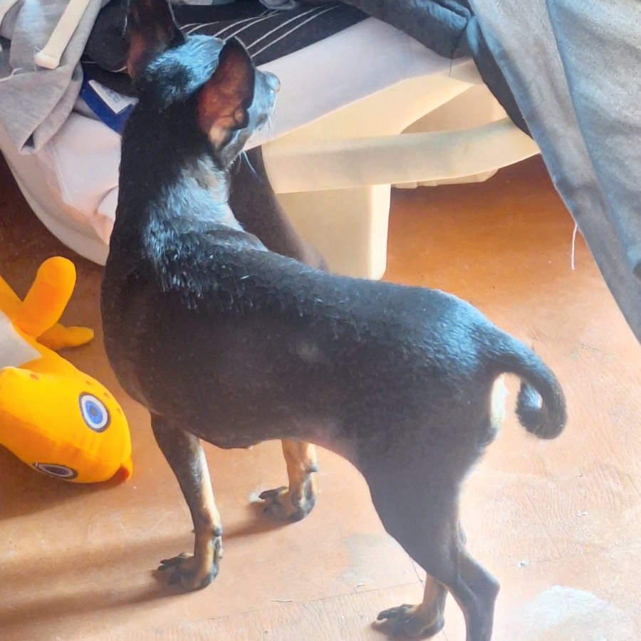 MORA | Raza Chihuahua | Perdida