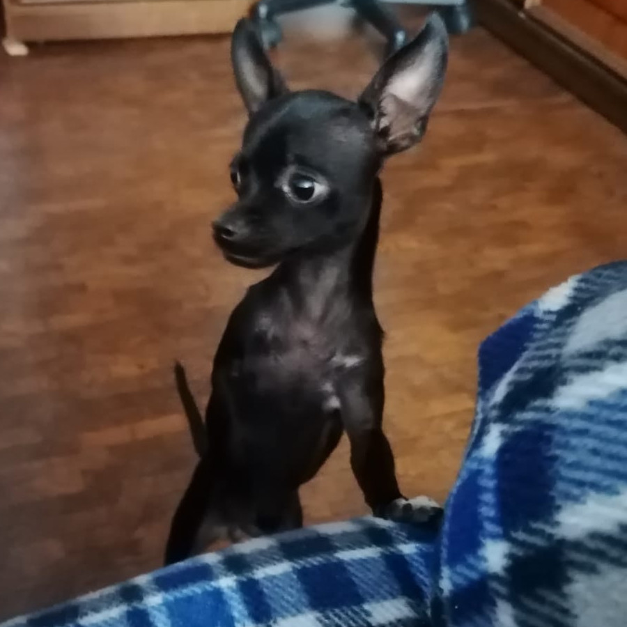 REXY | Raza Chihuahua | Perdida