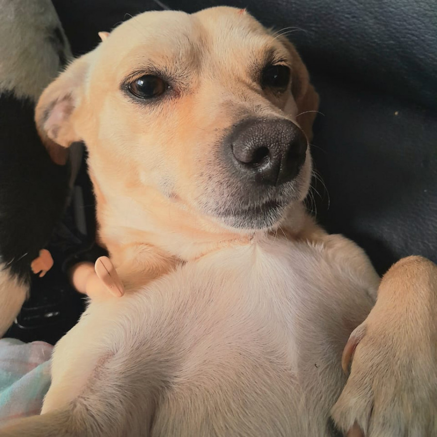 MEXI | Raza Mestizo, cruza de Chihuahua | Perdido