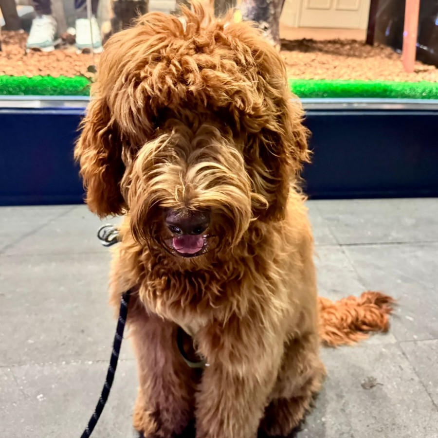 CAPO | Raza Mestizo, cruza de Golden Retriever con French Poodle, (Golden Doodle) | Perdido