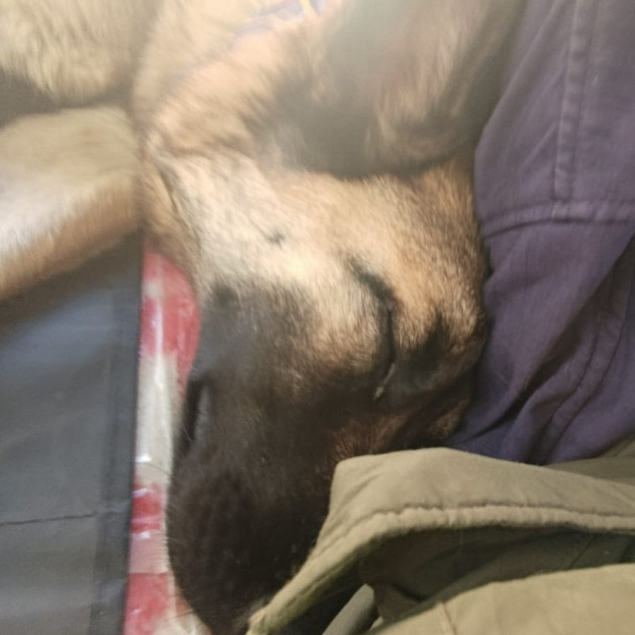 IVY | Raza Pastor Belga Maliniois | Perdida