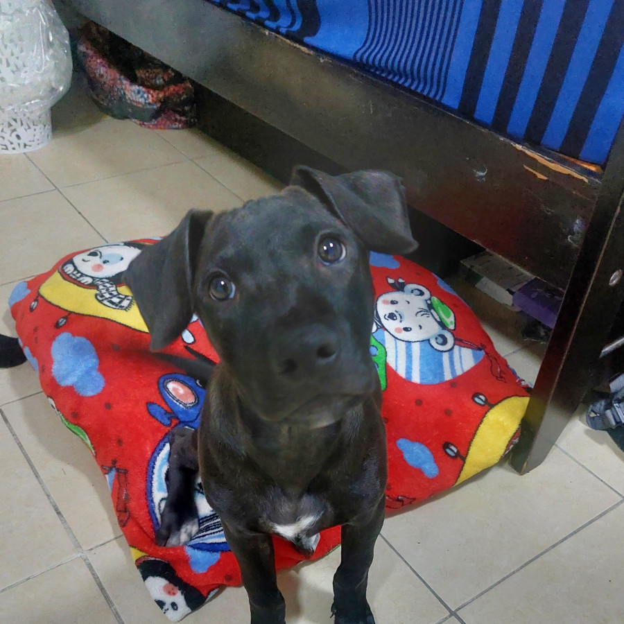 COCOA | Raza Mestiza, cruza de Labrador | En Adopción