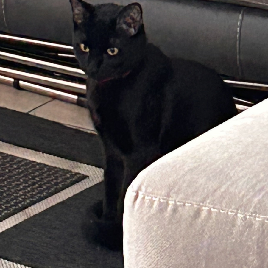 GIN | Raza Bombay | Final Feliz