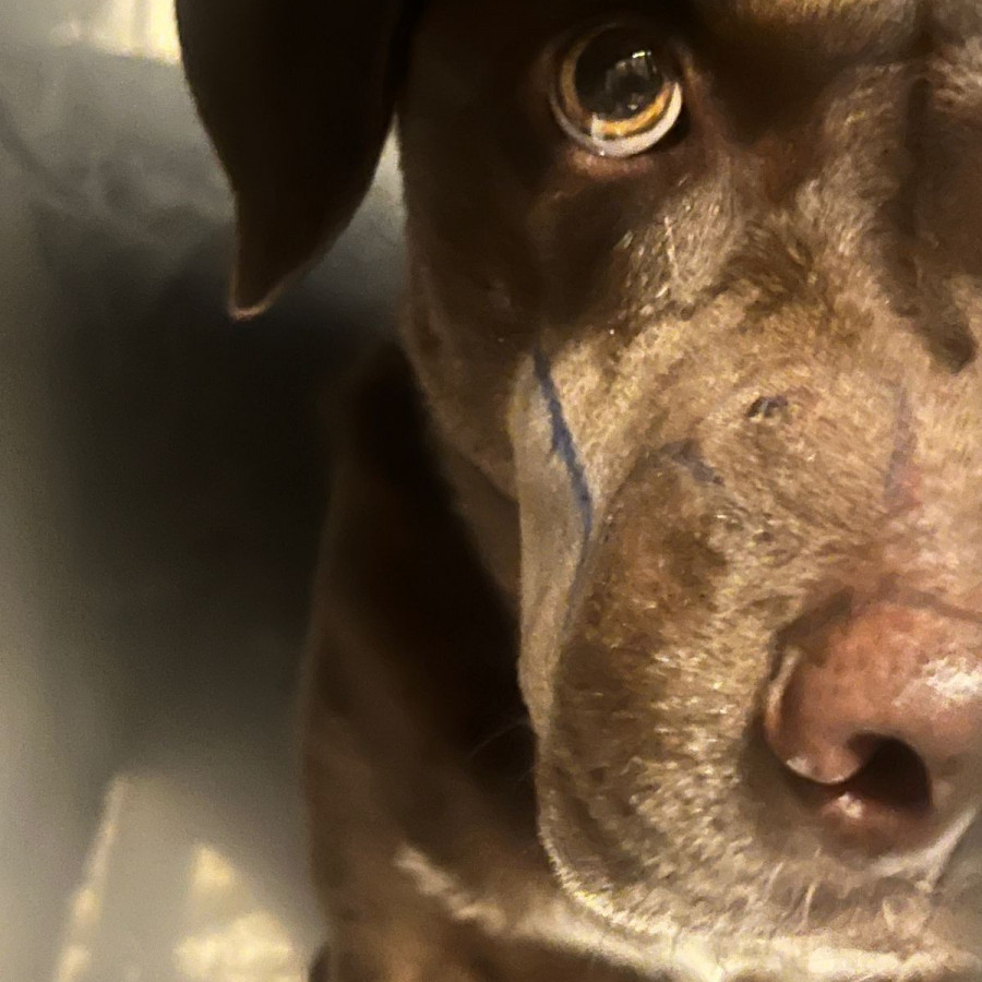 MOKA | Raza Mestiza, cruza de Labrador | Final Feliz