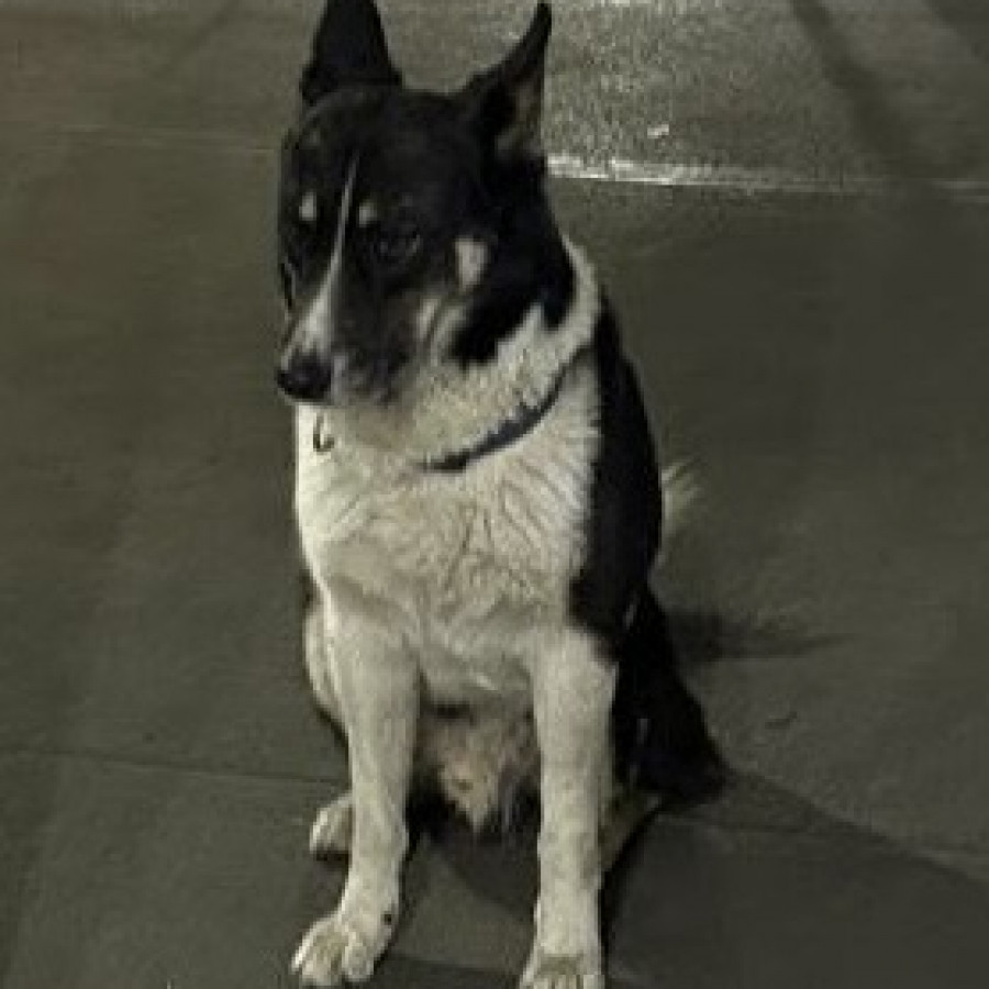  | Raza Husky Siberiano | Encontrado