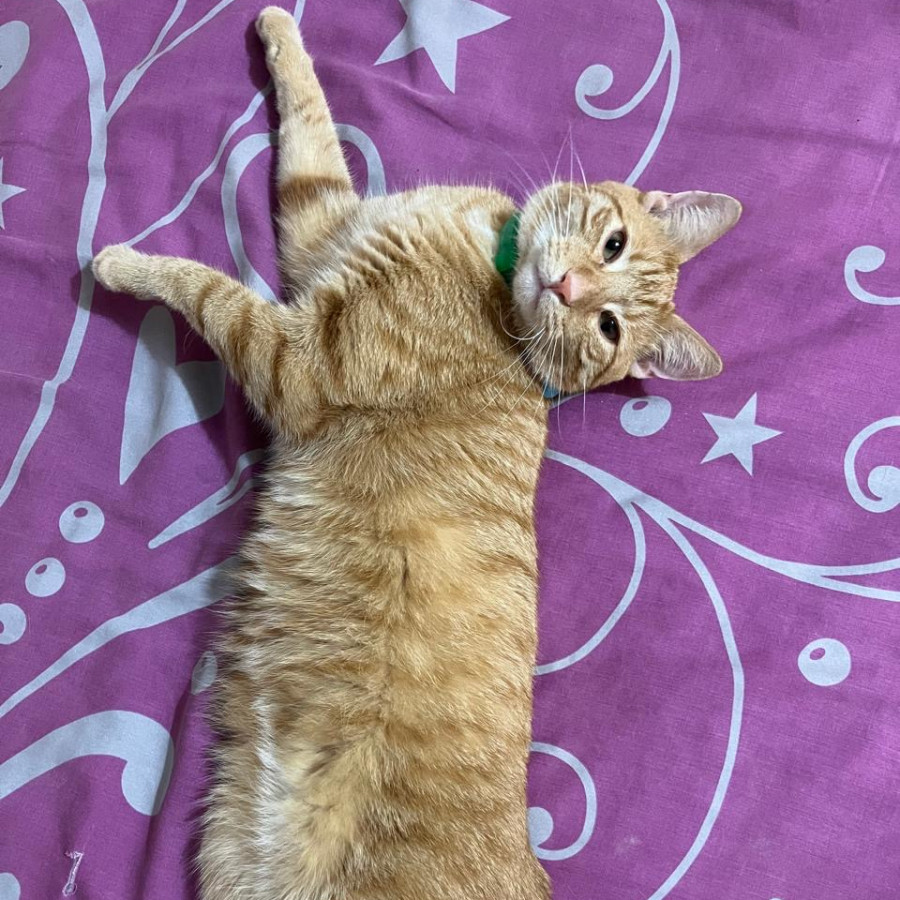 COCO | Raza Doméstico Américano de Pelo Corto | Perdido