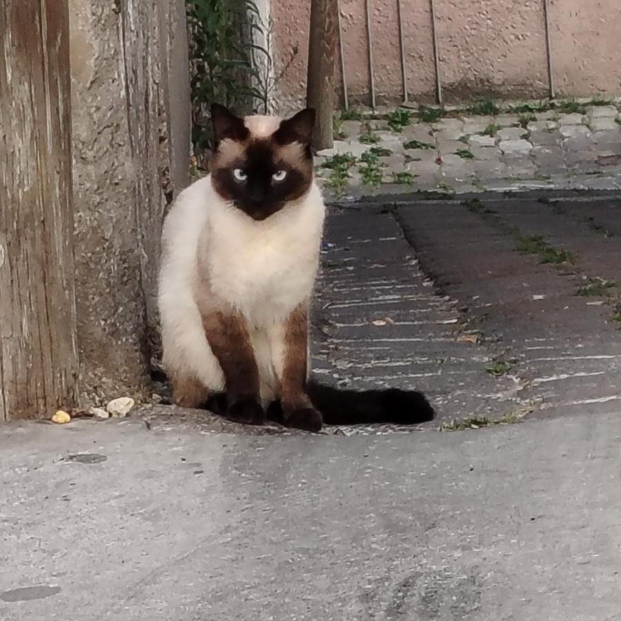COCO | Raza Siamés Punto Foca | Perdido