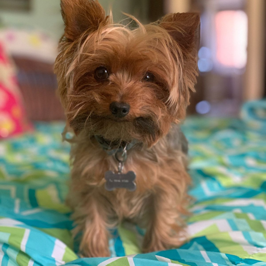 MÍA | Raza Yorkshire Terrier (Yorkie) | Final Feliz