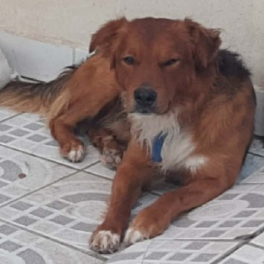 CHEWBACCA | Raza Mestizo | Perdido