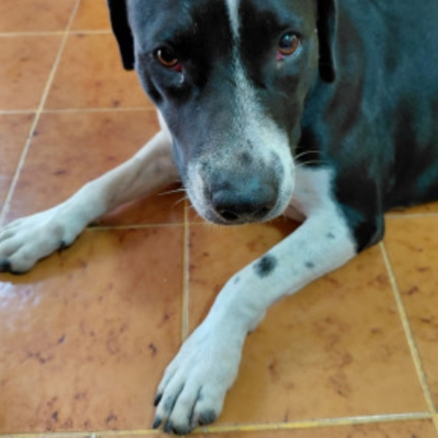  | Raza American Pitbull Terrier | Encontrada