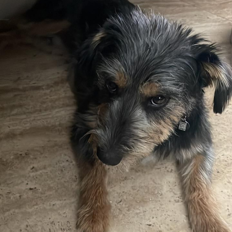 RITA | Raza Mestiza, cruza de Schnauzer | Final Feliz