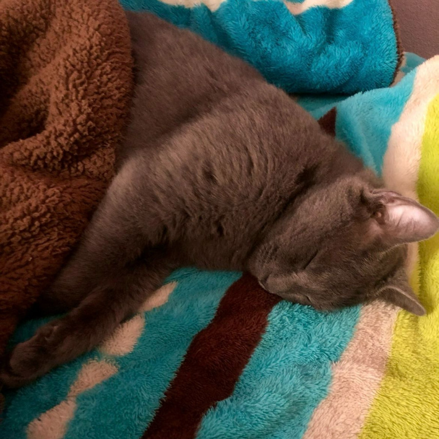 NALA | Raza Ruso Azul | Perdida