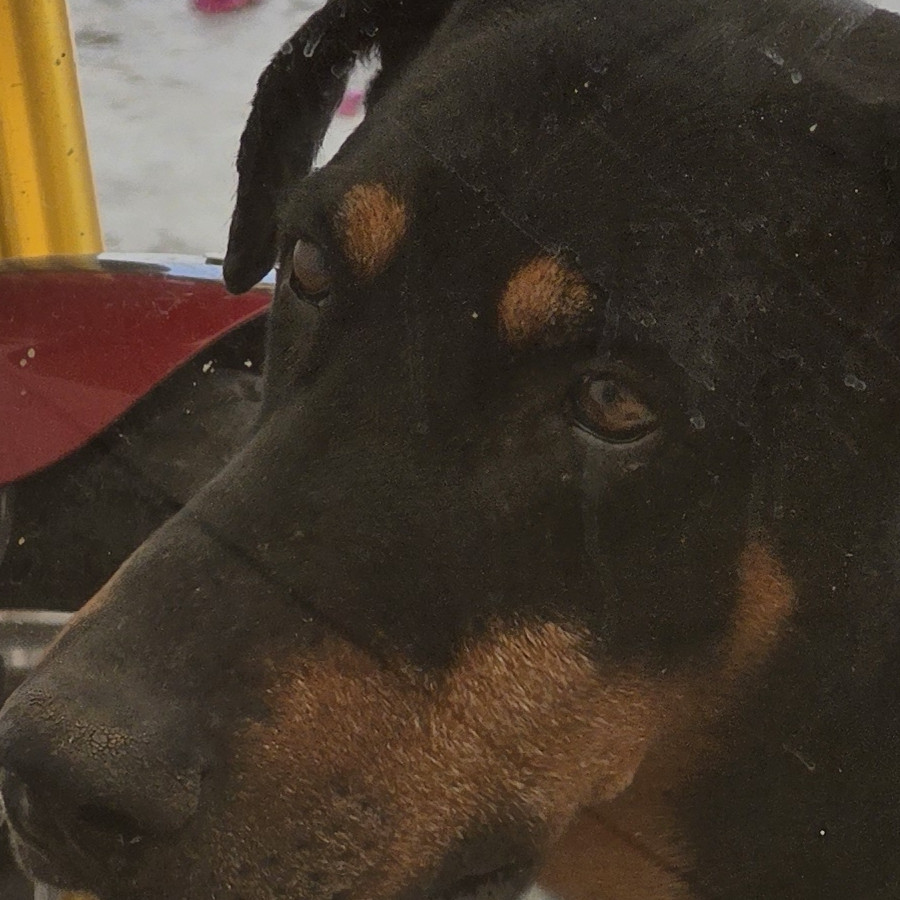 DEXTER | Raza Dóberman Pinscher | Perdido