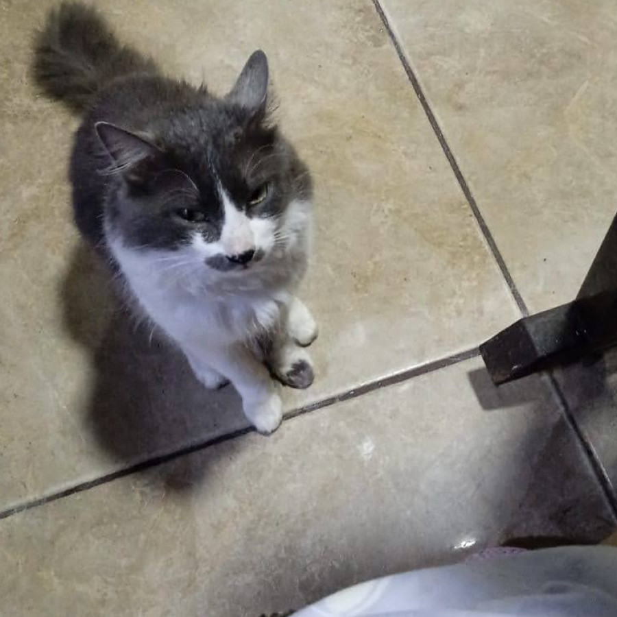 MOSTACHITO | Raza Doméstico Americano de pelo semilargo | Final Feliz