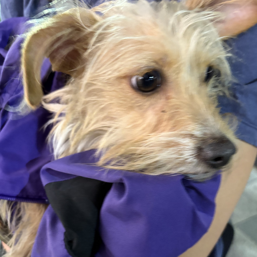  | Raza Mestiza | Encontrada