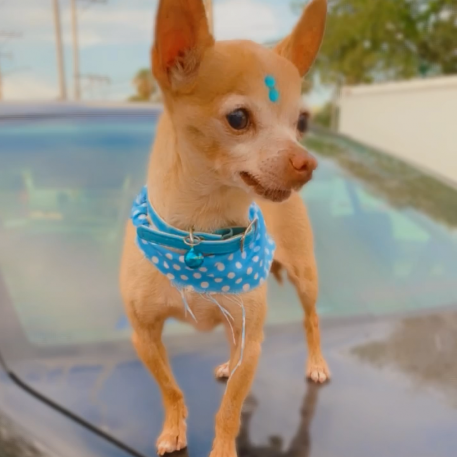 PRINCE | Raza Chihuahua | Final Feliz